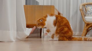 My Cat Smelled My Feet and Reacted Amazingly by 수리노을SuriNoel 30,334 views 1 year ago 3 minutes, 55 seconds