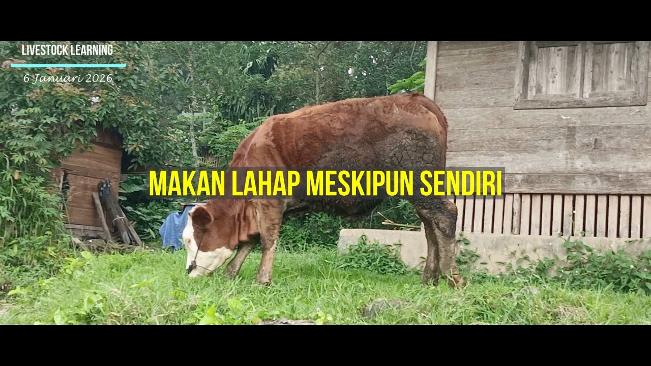 FROM BUFFALOES TO COWS: A YOUNG SIMMENTAL GRAZING BY THE ROADSIDE IN WEST SUMATRA