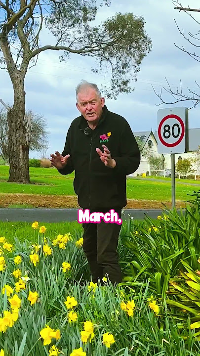 This is the Secret to Buying Daffodils Cheaply!