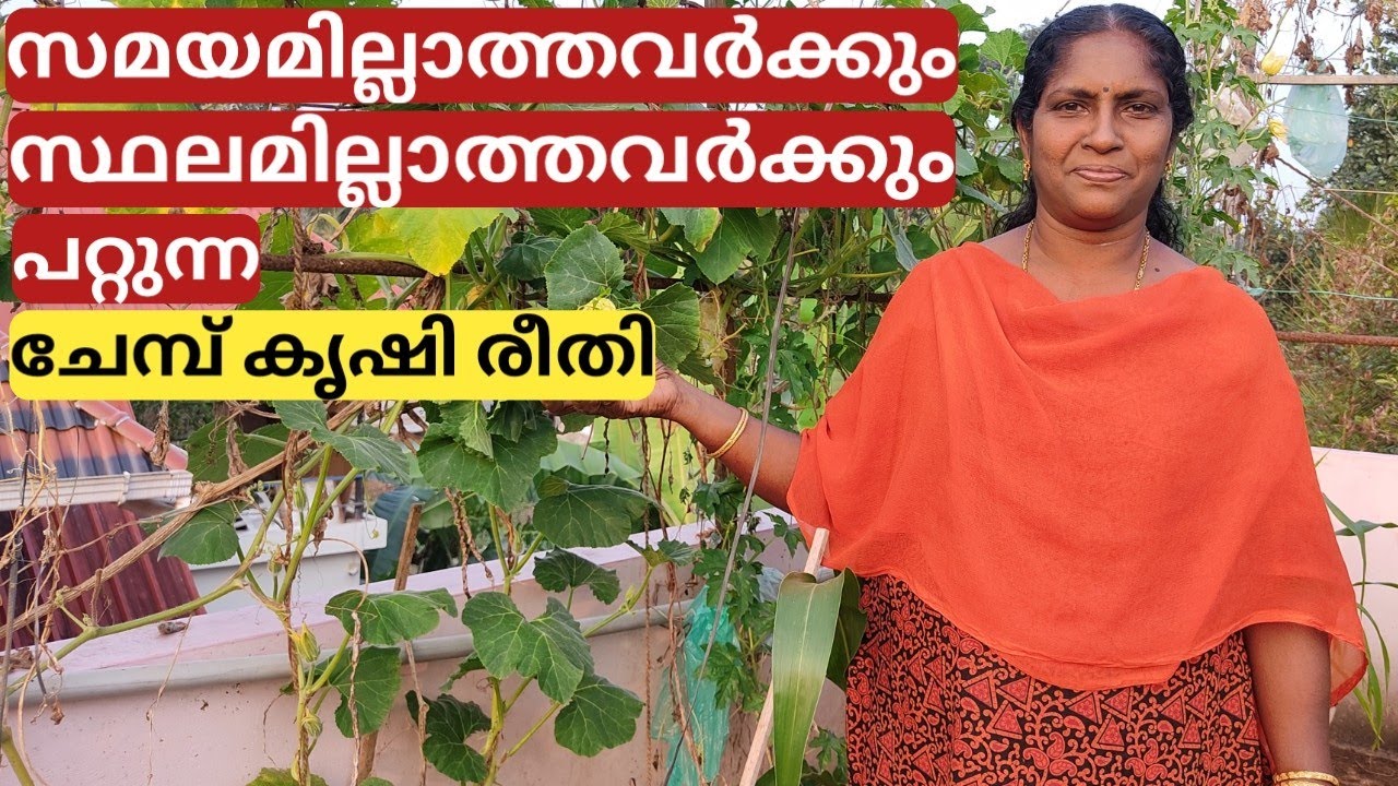 ഗ്രോ ബാഗിലെ ചേമ്പ് കൃഷി രീതി | Giant taro farming in container/colocasia cultivation in grow bag/