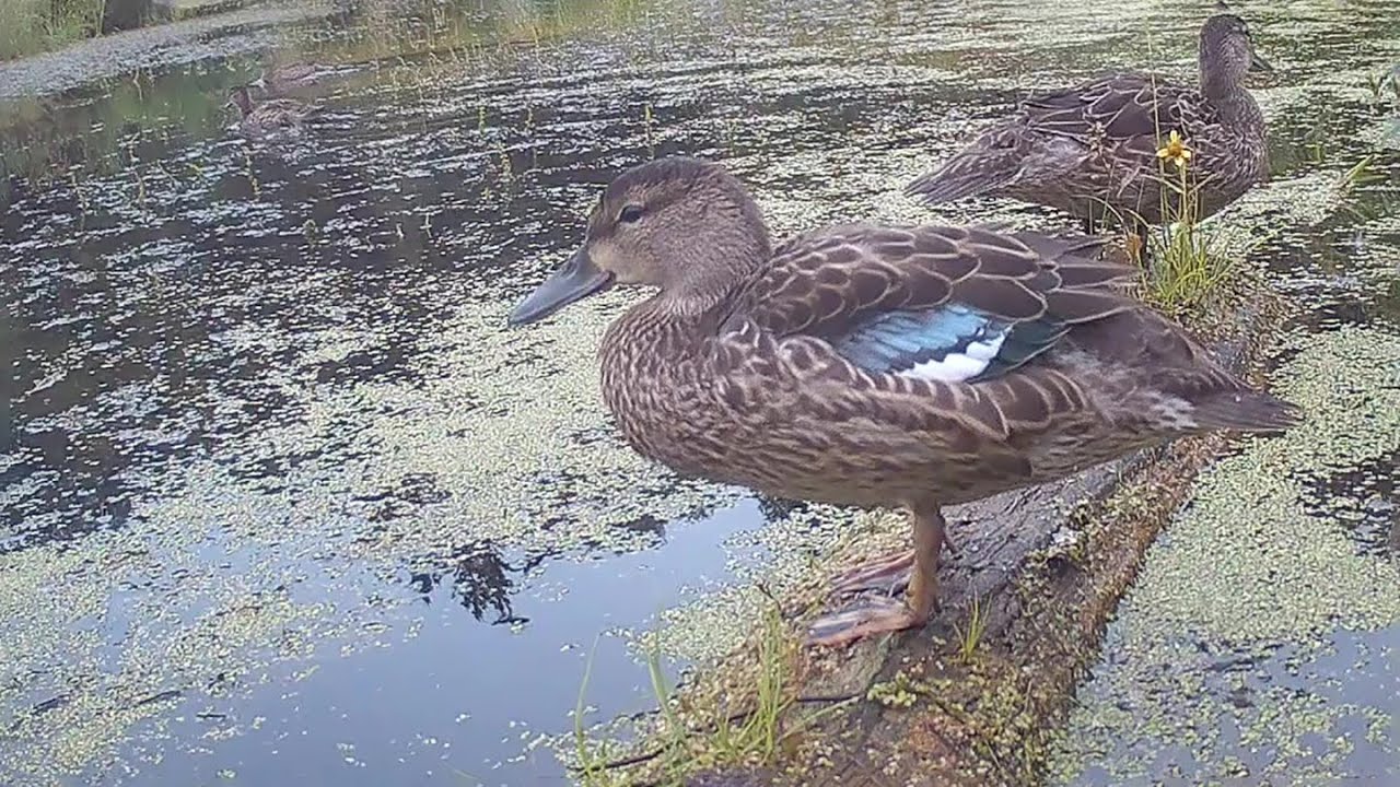 DuckLogCam2 Movie 1