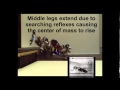 Hexapod Robot AMOS II Adaptive Autonomous Versatile Walking Under Neural Control Hexapod Robot AMOS II Adaptive Autonomous Versatile Walking Under Neural Control