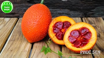 Tác Dụng Bổ Sung Dưỡng Chất Của Quả Gấc | Thảo Dược 365