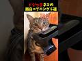 ドジっ子ネコの面白ハプニング5選#cat #面白集 #ねこ #笑ったら負け