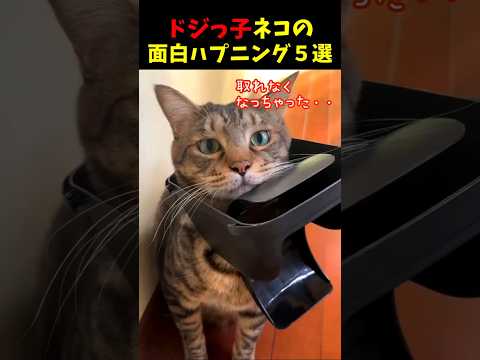 ドジっ子ネコの面白ハプニング５選#cat #面白集  #ねこ #笑ったら負け