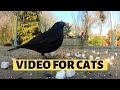 CAT ENTERTAINMENT | Video Of Birds With Sound