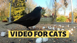 CAT ENTERTAINMENT | Video Of Birds With Sound