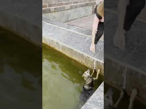 помогли собаке выбраться😅 #shorts #Shorts #pet #dog #rescuers #спасение #tiktok