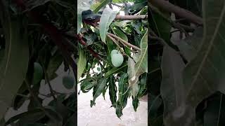 পরিবারের সুস্থতা নিশ্চিত করতে বাড়ির আঙ্গিনায় ফলের গাছ লাগান।পরিবার ও পরিবেশ দুইটাই সুস্থ্য থাকবে।🥭