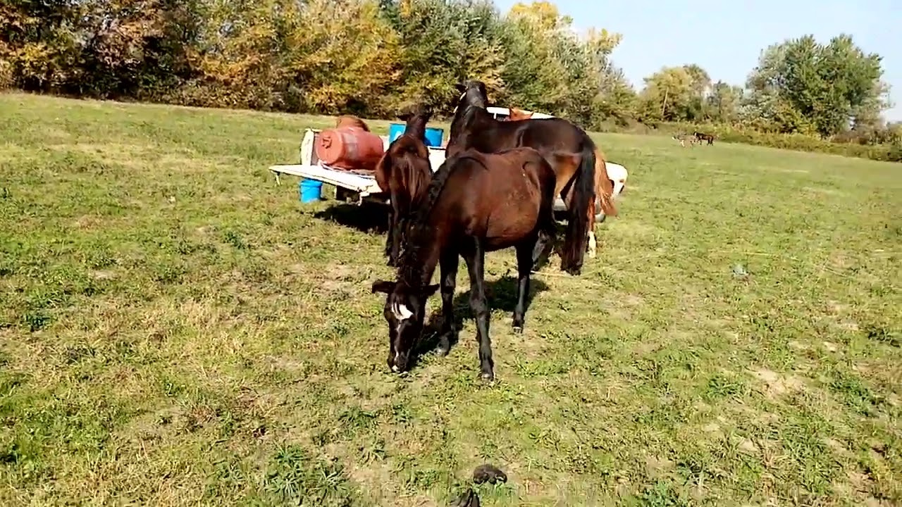 RACE. routine. FREE FOOD. THE DONKEY GOT OUT 20221027 ГОНКА. рУТИНа. БЕСПЛАТНАЯ ЕДА. ОСЁЛ ОТВЯЗАЛСЯ