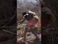 Traditional Hadzabe Hunting with القوس والسهم#foryou #foryou #wildlife