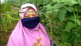 Panen Kacang Unggul bersama Pak Tunggul