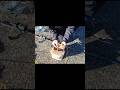 オジサンが釣れたので#釣り#fishing#屋久島