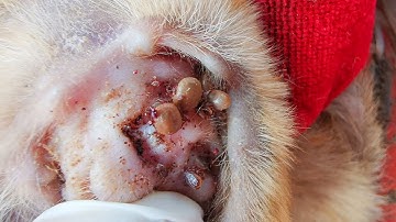 Dog Ticks Remove - Easy And Fast Way To Remove All Ticks From Poor Dog - Save Poor Dog EP 24