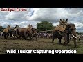 Capturing a wild elephant in bandipur forest karnataka  tusker capturing operation