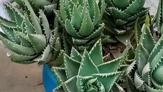 زراعة أجمل أنواع الصبار ، Aloe brevifolia ، ألوي بريفيفوليا ، الصبار القزم ، نباتات العصاريات ??