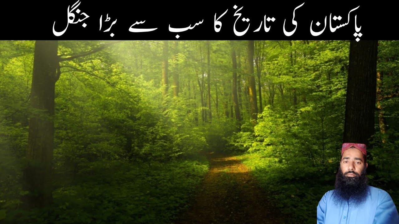 the-largest-forest-in-the-history-of-pakistan-is-changa-manga-forest