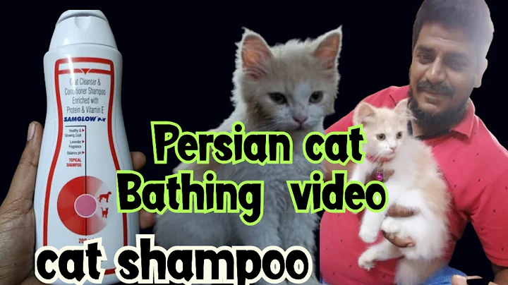 Watch the video about #persiancat bathing/#Persiancat 😺 bathing video/#persiancat growing/#cat shampoo/#Persiancat shampoo