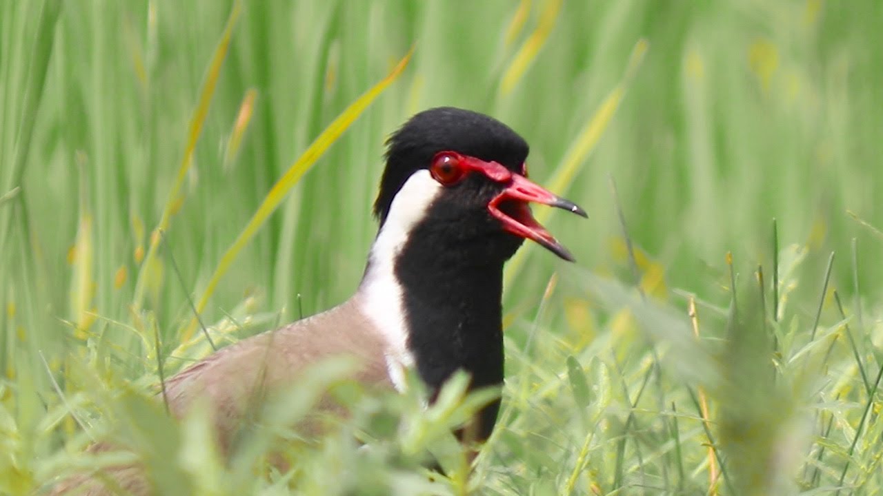Scared Red Wattled Lapwing Bird and He Was Calling His Partner ...