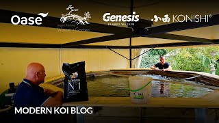 Modern Koi Blog #6081 - Benis gewaltige Zeltinnenhälterung in der Schweiz