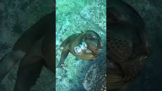 Ichthyosaur vs Sea lion