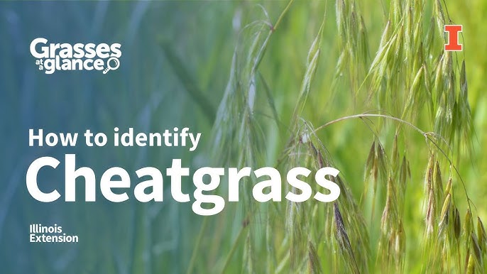 Identify Cheatgrass Characteristics And 2024