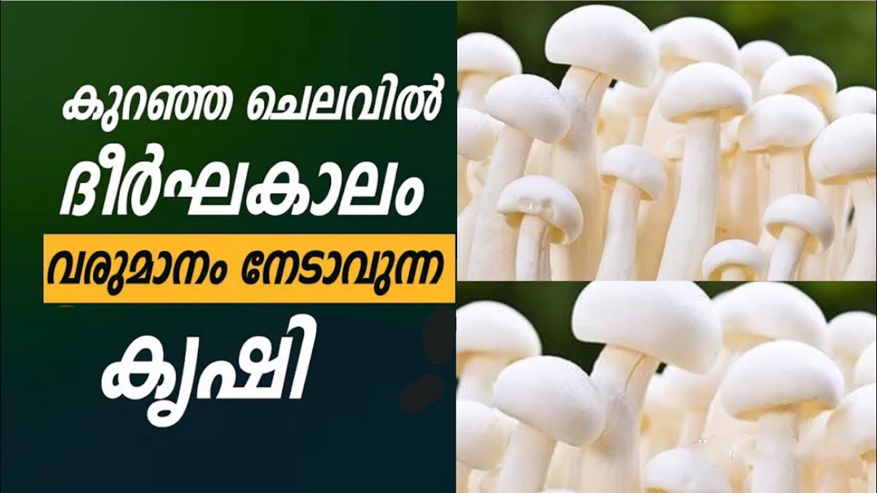 പാൽക്കൂൺ കൃഷി 2024 || Mushroom cultivation || Milky mushroom ||കൂൺ കൃഷി മലയാളം|| Krishideepam#viral