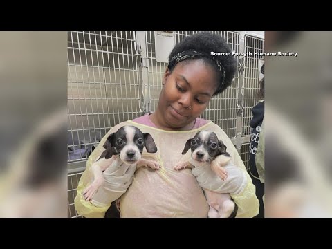 73 dogs dropped