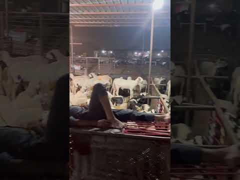 Qurbani wale Bhed ka Stok || full stok aa gya Mandi Gazipur mai || #india #delhi #goat #market #2026