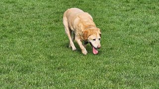 Labrador and Pug, they really are enjoying their work