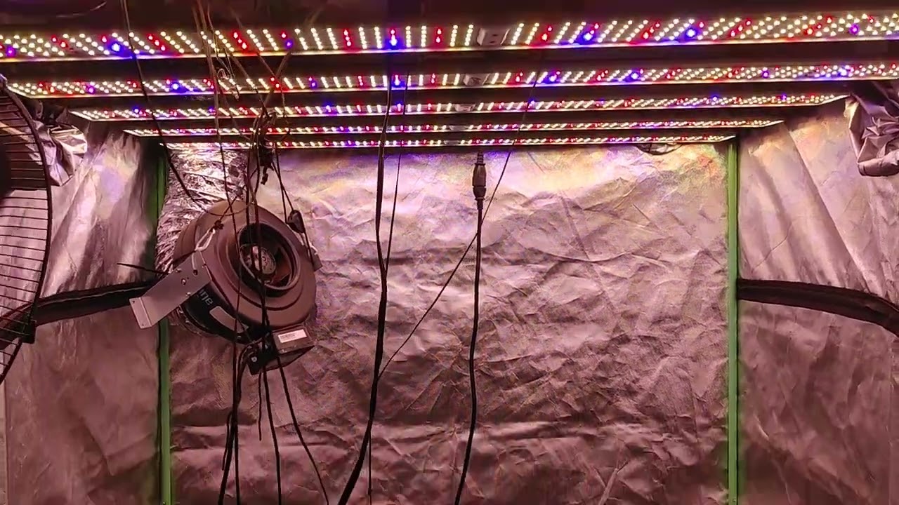 6 weeks of veg complete. gaia green organic soil grow. big bud/grape og /white cookies in 7 gal pots