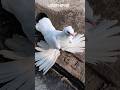 loton pigeon#pigeon #birds #viral #trending#fancy kabotar #fancy pigeon#loton kabutar#fancypigeon