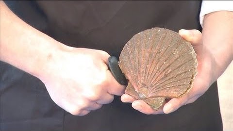 Shucking a scallop with very tightly closed shells | 06
