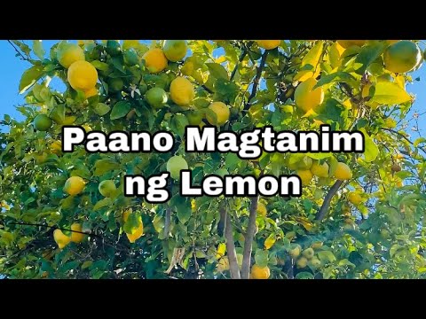 Video: Paano Mag-atsara Ng Mga Limon?