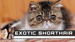 EXOTIC SHORTHAIR Cat Breed  Overview, Facts, Traits and Price