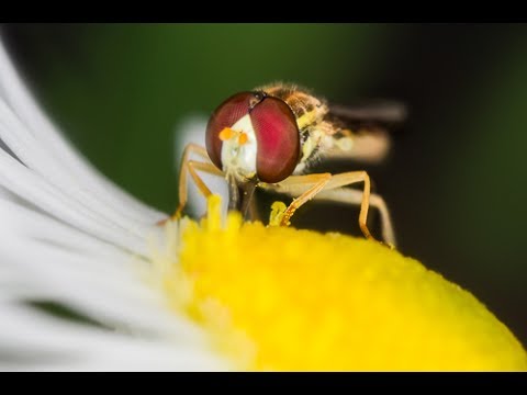 Diffuser for small flashes - Sony NEX Flash Blitz