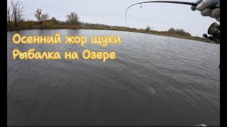 Осенний жор щуки! Рыбалка на озере! #рыбалка #спиннинг #щука