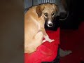 20250913 194533 ROMANA ARRVED AT THE SHELTER