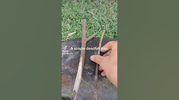 A simple deadfall trap 🪤 #primitivetechnology #bushcraft #nature #camping #trap