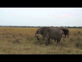 Elephants of the Mara