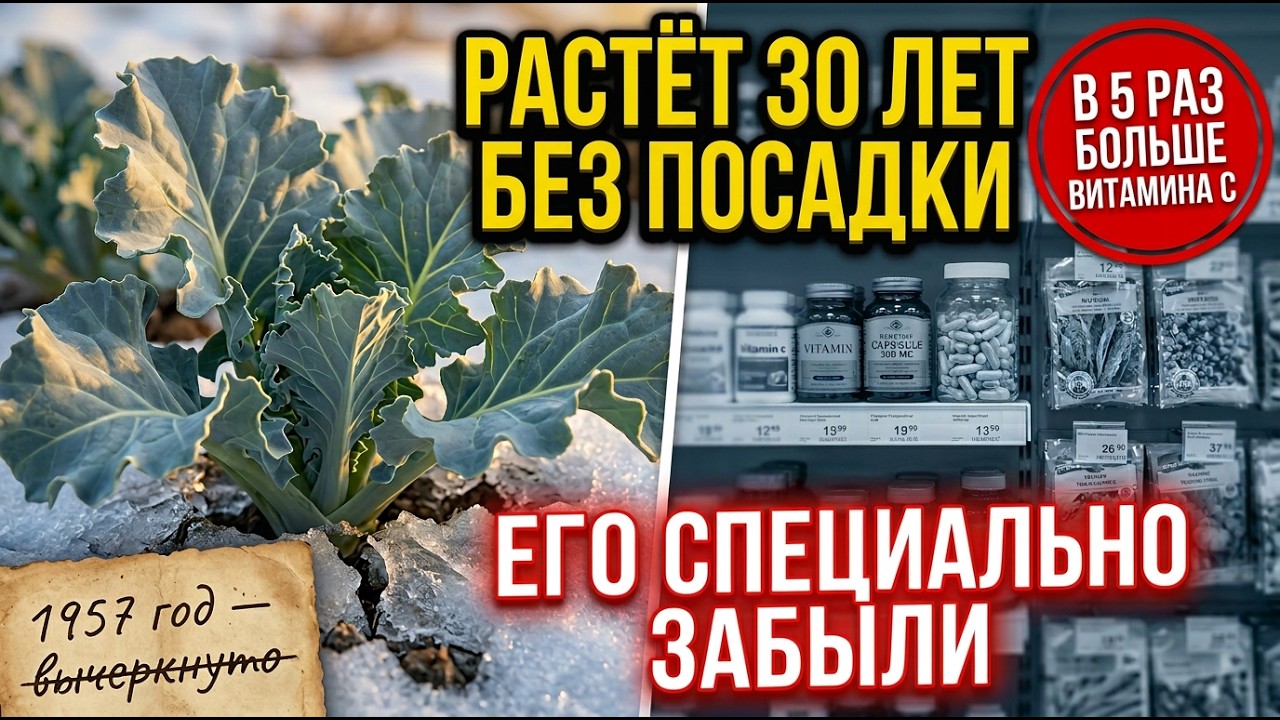 ОНА РАСТЁТ ВЕЧНО. КОМУ ЭТО НЕВЫГОДНО?