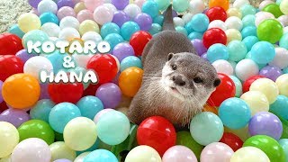 カワウソコタローとハナ　ボールプールで大盛り上がり！　Otter Kotaro&Hana Playing in The Ball Pool