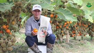 CULTIVO DE LULOEn Huila Colombia