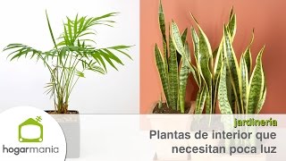 Plantas de interior en decoración; tipos y consejos para casa