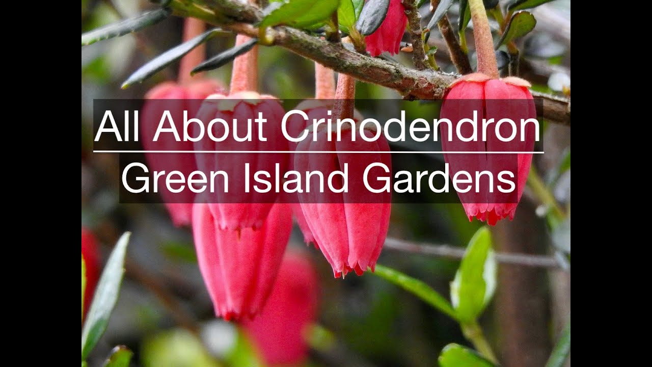 All About Crinodendron YouTube