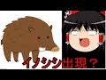 海からイノシシが襲撃？！まさかのおっさんが水中で・・・