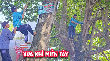 Vua Khỉ cưa cây Bàng nhớt nằm ngay ngã 3 đường, có rất nhiều đường dây điện.