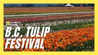 Millions Of Tulips Bloom During Breathtaking B.C. Tulip Festival