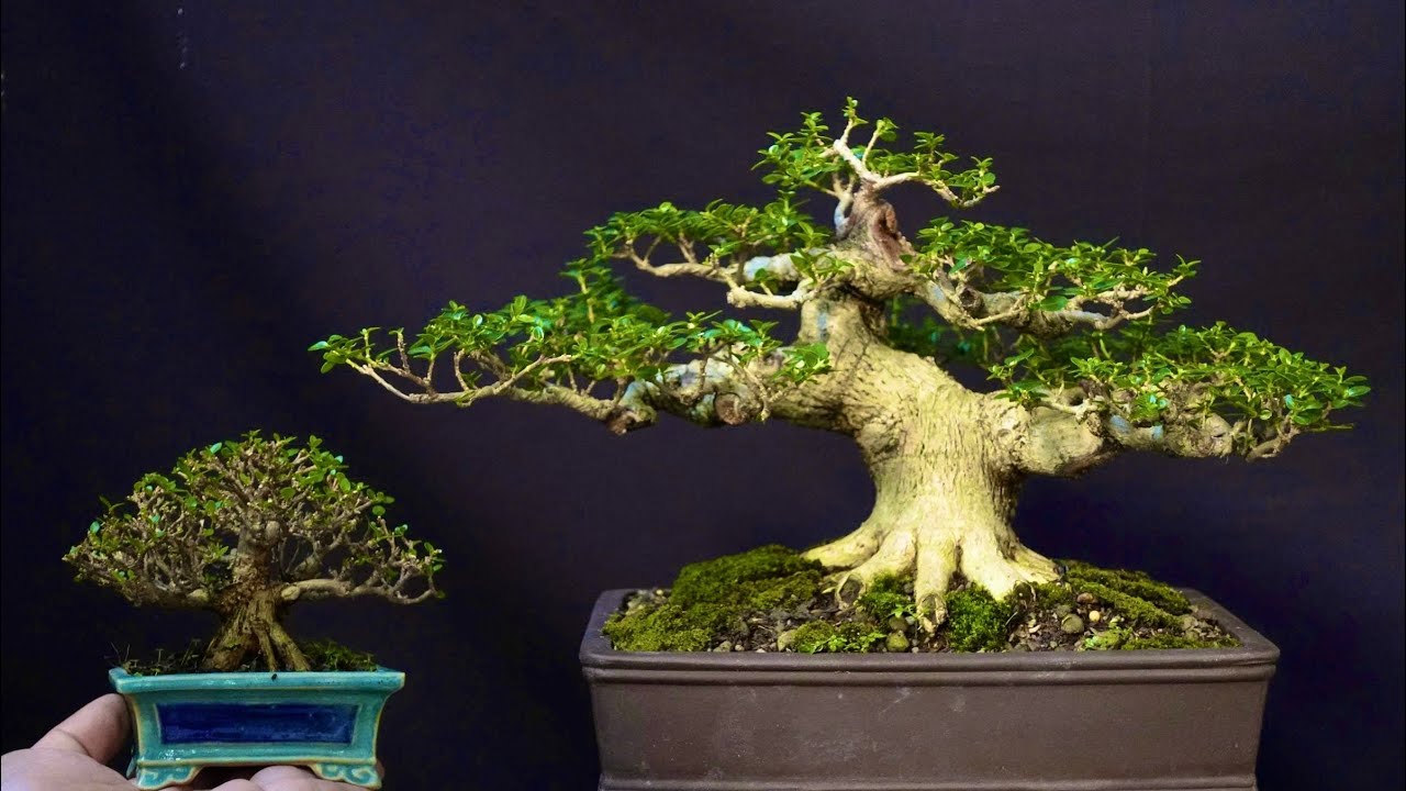 BONSAI MINI ĐỂ BÀN . VIDEO NGÀY 8/2/2026