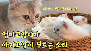 The sound of a mother cat calling a baby cat to eat